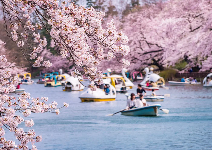 Beyond Cherry Blossoms : A Japanese Journey in Serenity