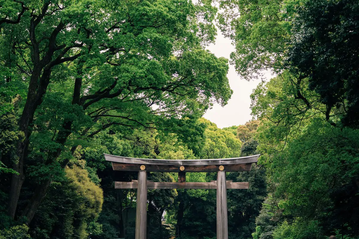 Do Tokyo’s Forests Hold the Secret to Serenity?